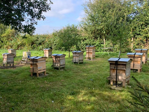   Bee Hives 