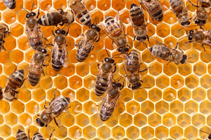   Honey Bees 